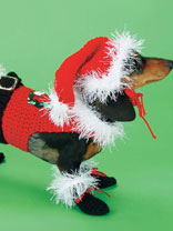 Santa Dog Costume Crochet Pattern